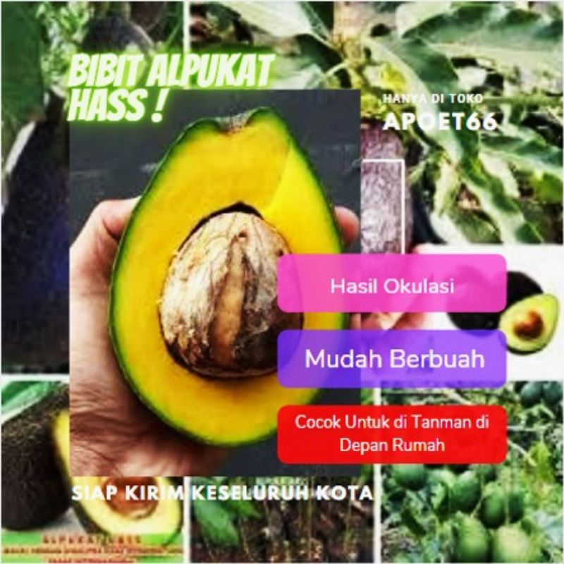 Bibit alpukat hass