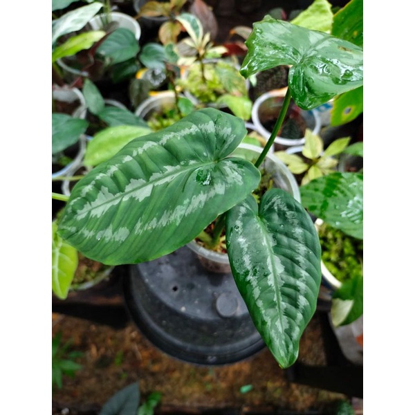 schismatoglottis wallichi