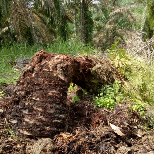 rtofkez44crz_84xpl160qsr1dau