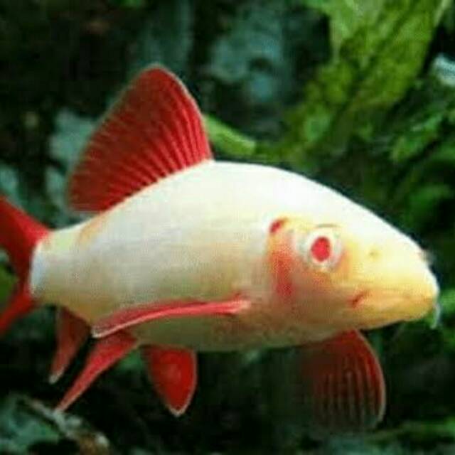 Ikan sirip merah redfin albino