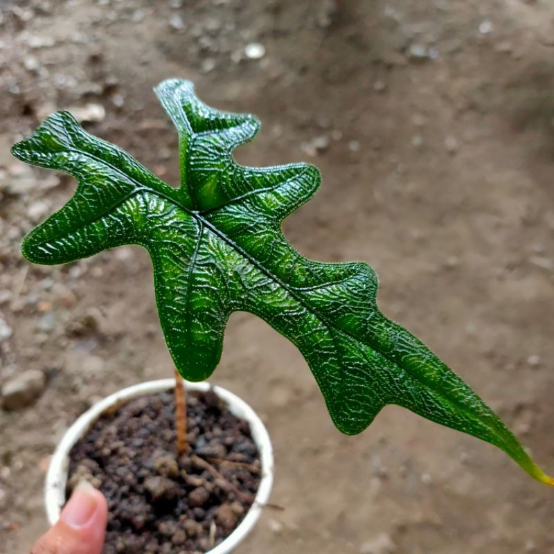 alocasia Jacklyn SP Sulawesi rawatan