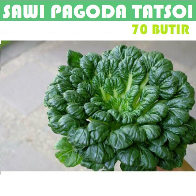 Bibit Benih Biji Pakchoy Pakchoi Green White Sawi Daging Bok choy Bokchoi Pokcoy Pokcay-Sawi Tatsoi 70 butir