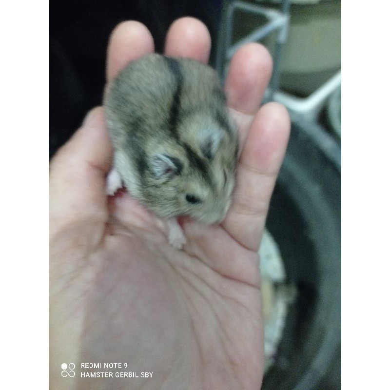 Hamster winter white jinak kalem via grab