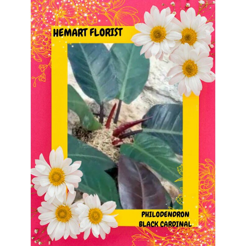 philodendron black cardinal