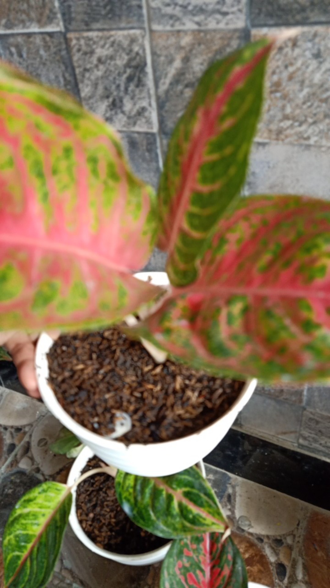 [bisa Cod] Aglonema Heng Heng (tanaman Hias Aglaonema/aglonema)
