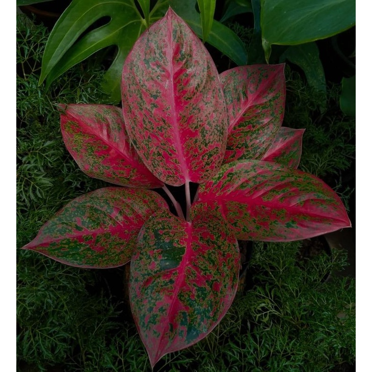 Bibit Bonggol Aglonema Red Stardust Mutasi