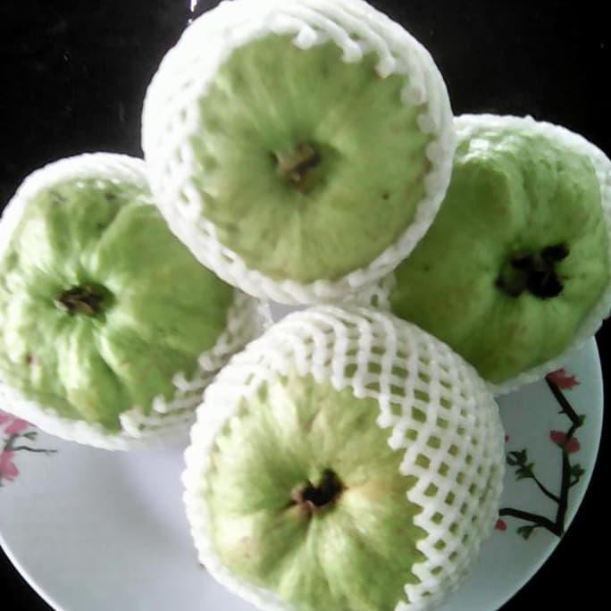 Bibit Jambu Kristal Cangkokan Y@I