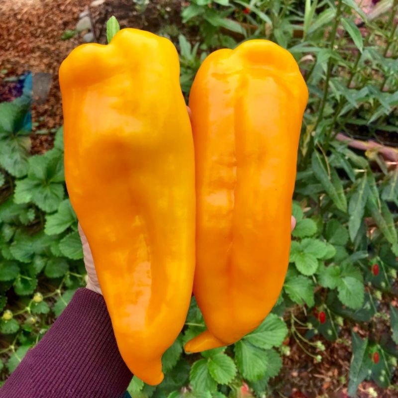 3 Biji - Benih Cabe ORANGE ITALIAN PEPPER