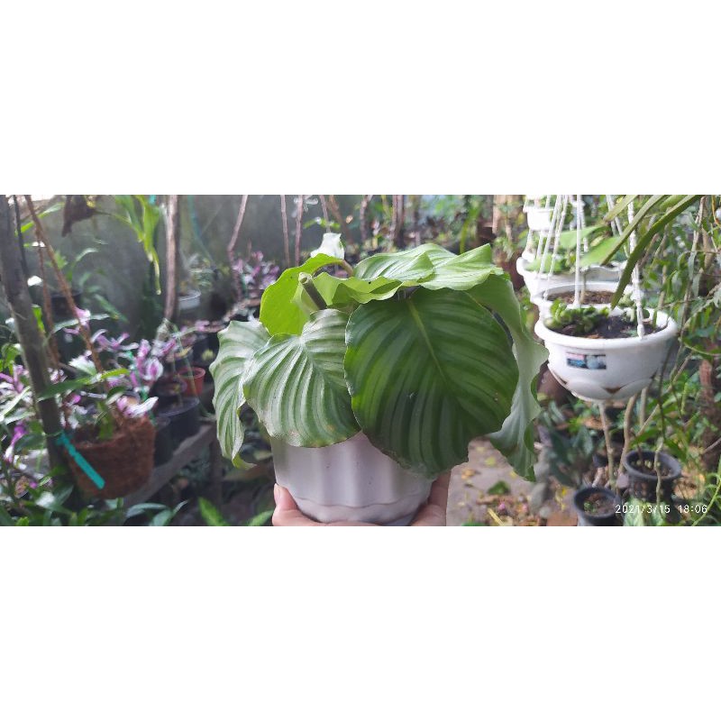 calathea orbifolia