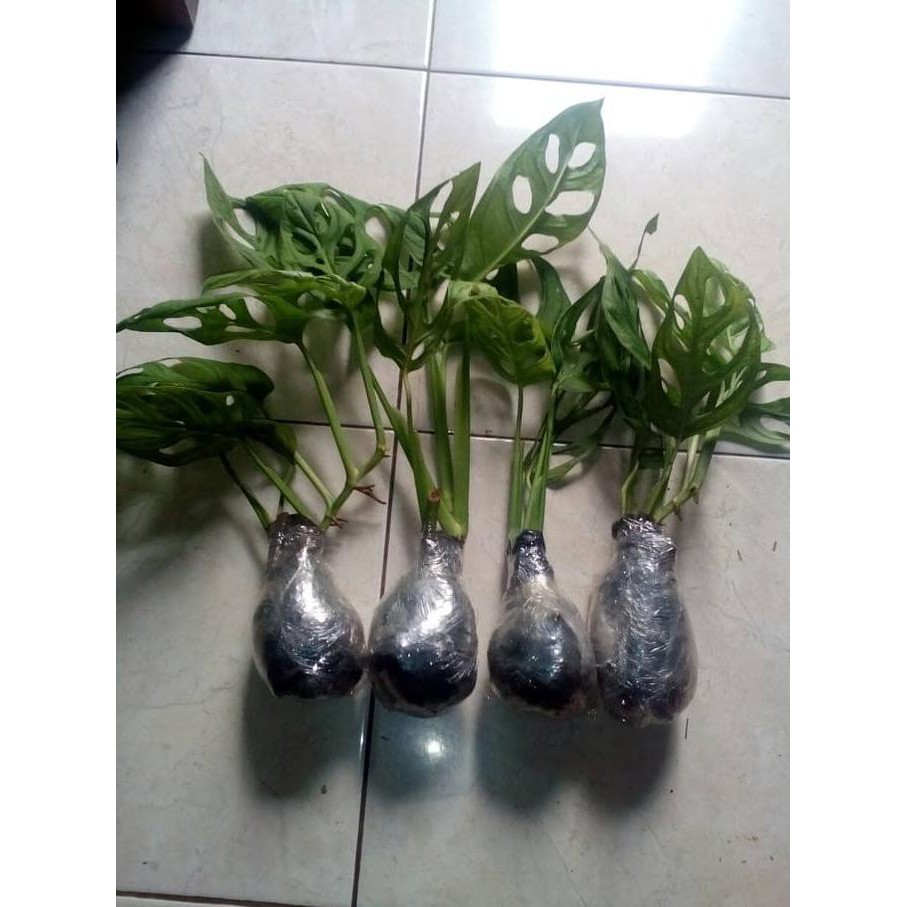 Harga Promo Bibit Tanaman Hias Monstera Obliqua Pohon Janda Bolong Philo Swiss Shopee Indonesia