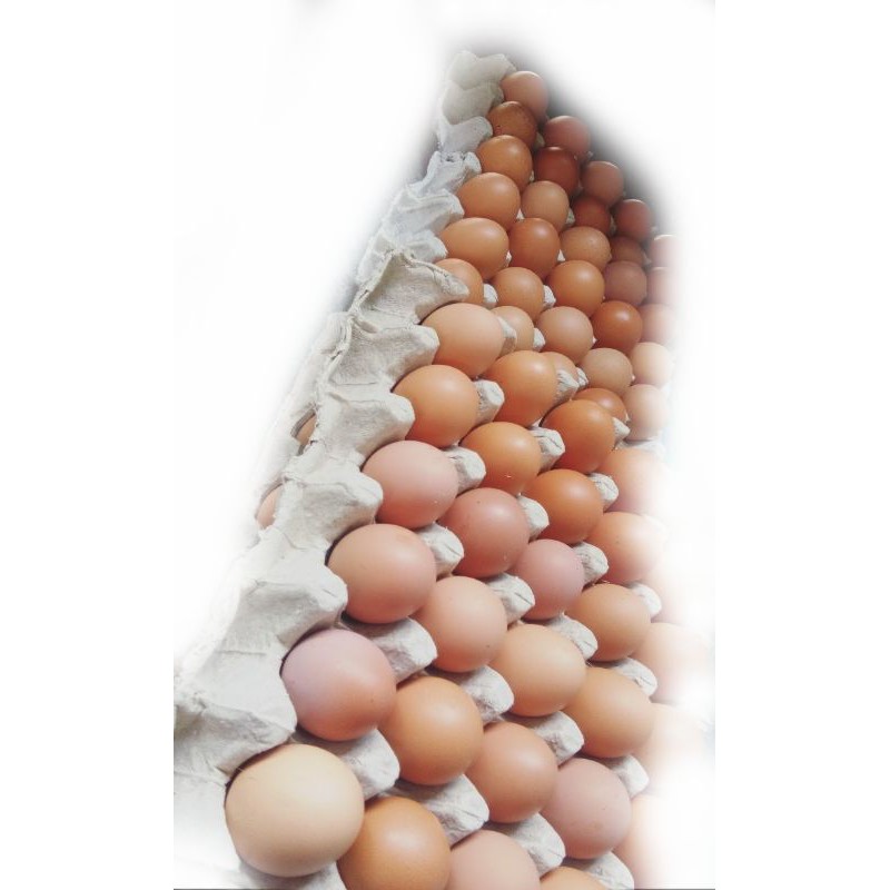 

Telur Ayam mainan