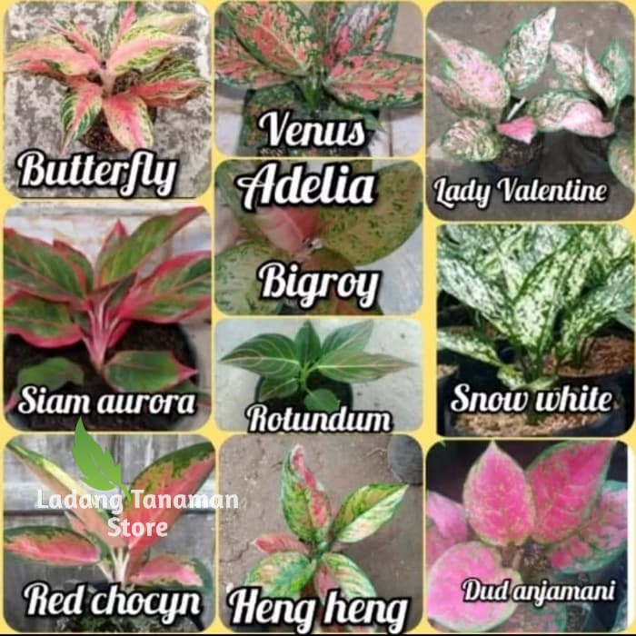 PROMO Paket Murah 10 Jenis Aglonema/Paket Aglonema Murah