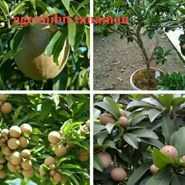 Bibit buah sawo jumbo-Bibit Tanaman Buah Sawo-Bibit Sawo Jumbo Okulasi-Jual BIbit Sawo Jumbo Unggul