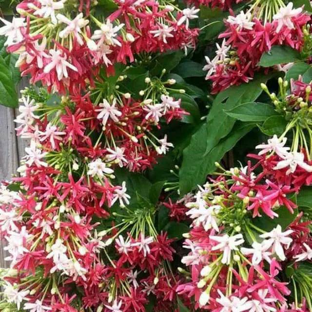 Tanaman hias rambat melati Belanda  rambat seribu bunga tumpuk