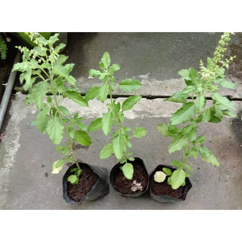 BIBIT POHON DAUN RUKU RUKU / LAMPES/KEMANGI HUTAN/HOLY BASIL