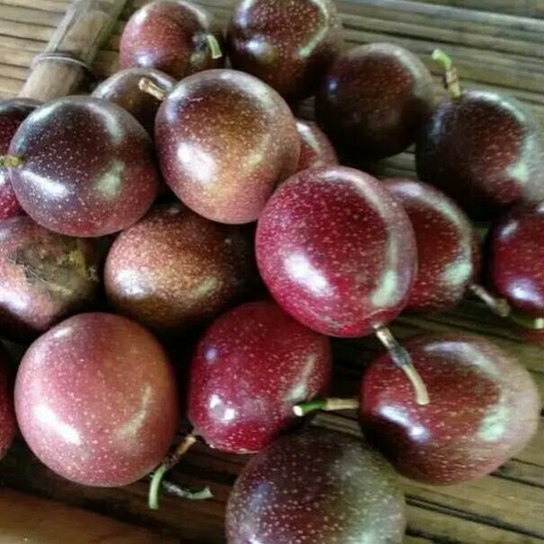 

[KODE PRODUK OC7647D] Buah Markisa Merah Segar 500 gram