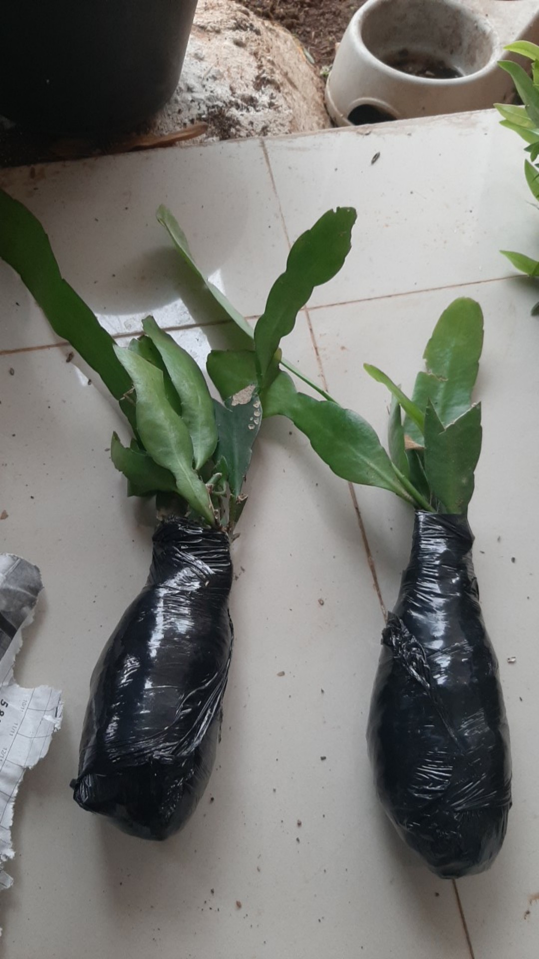 Bibit Bunga Wijaya Kusuma Merah Muda - Bunga Besar