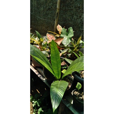 Anthurium Rinet