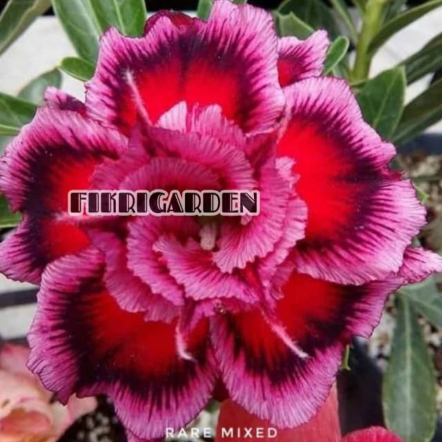 

Bibit Bunga Kamboja Adenium Rare Mixed