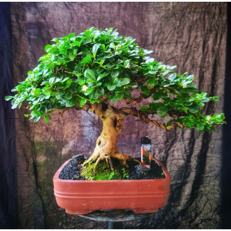 Bonsai Hokiantea Siap Pajang Kontes The Max Prestasi Sertifikat