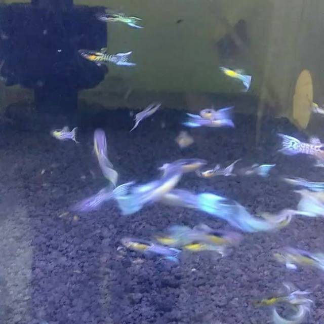 ikan guppy japan blue snakeskin double swordtail untuk aquarium dan aquascape