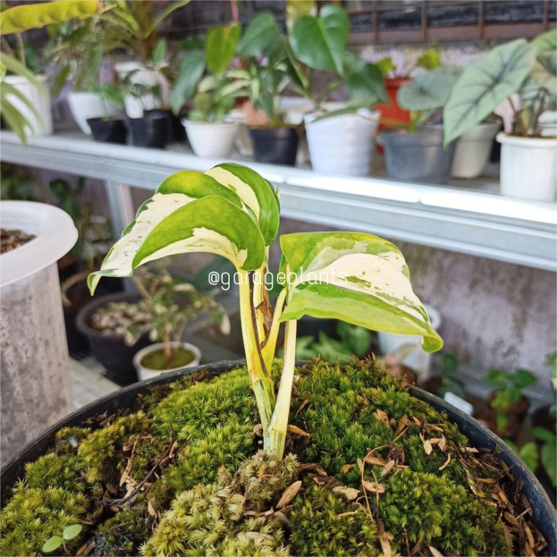 Epipremnum Manjula Photos