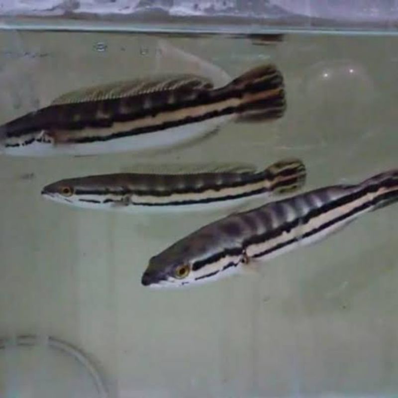 ikan Toman / Chana Micropeltes