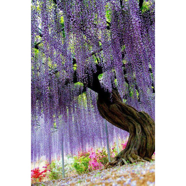 Benih Bibit Biji - Pohon Bunga Purple Wisteria Flower Seeds - IMPORT