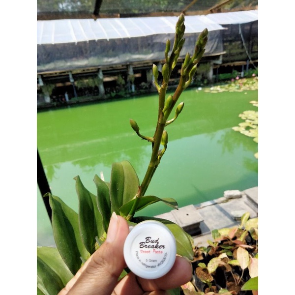 Bud breaker obat penumbuh keiki dan bunga