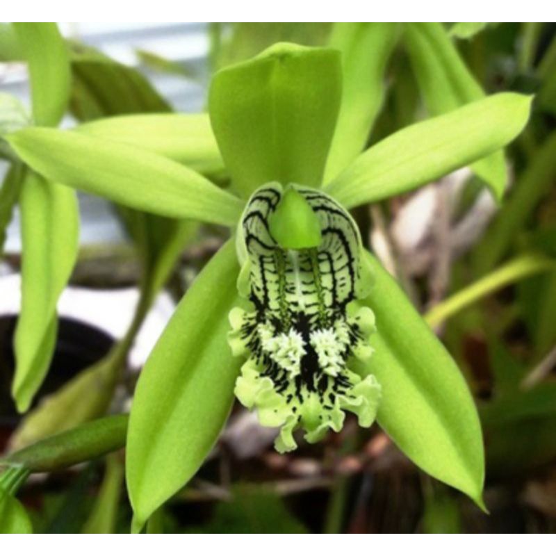 Anggrek hitam Sumatra