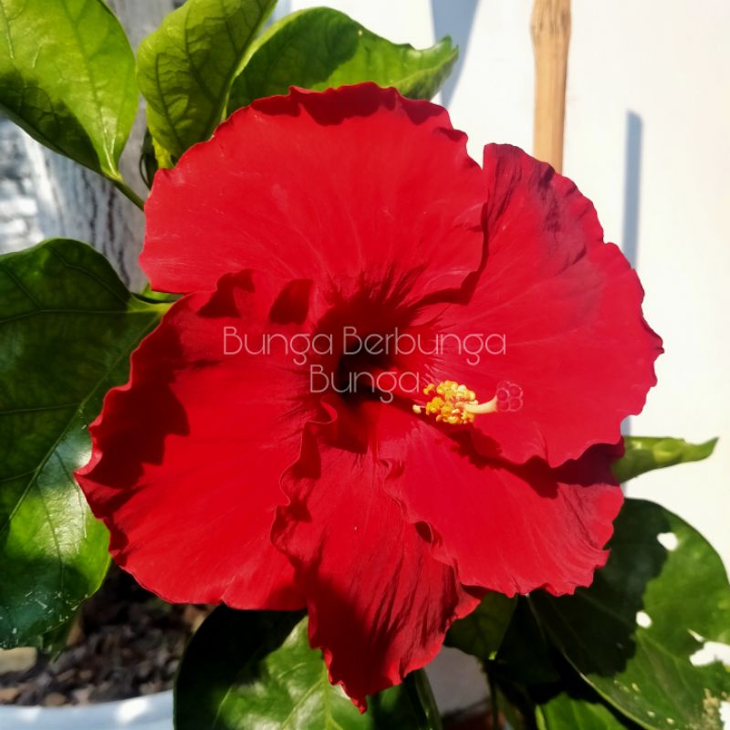 bibit bunga Hibiscus kembang Sepatu Bangkok merah jumbo - tanaman hias