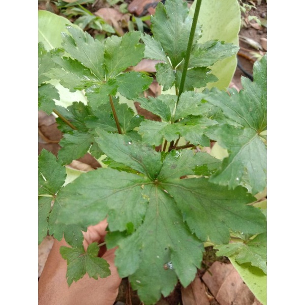 

ANTANAN KEBO / PEGAGANG JUMBO BIBIT (HERBAL MUJARAB)