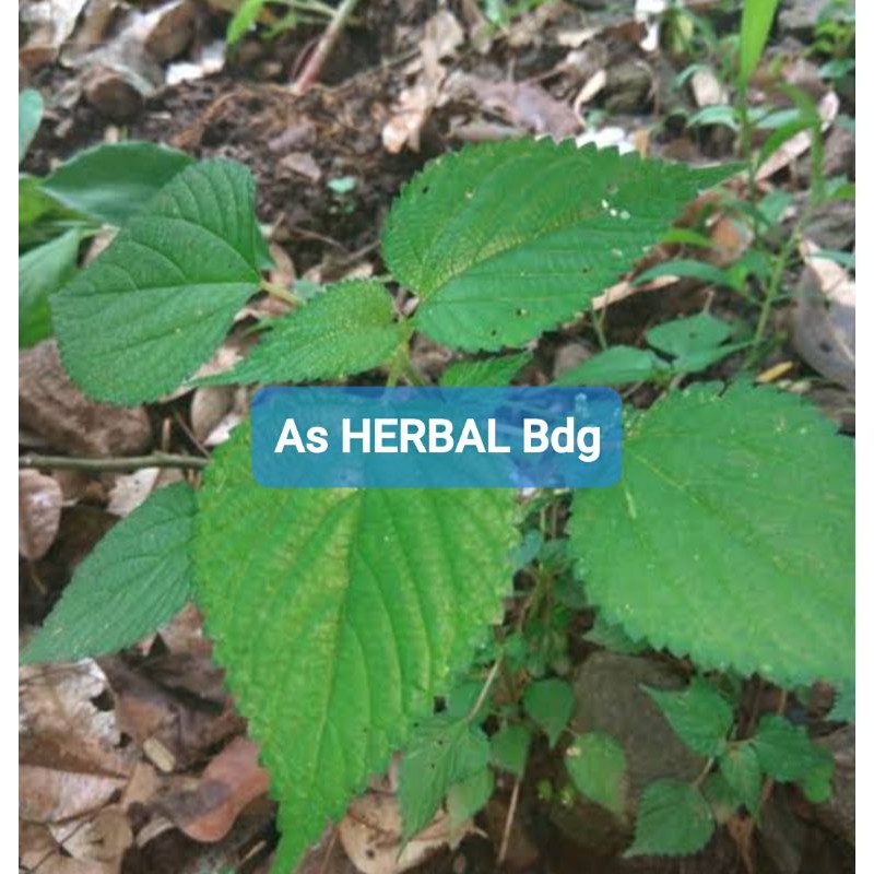 

Paket 800 gram daun jelatang daun pulus daun gatal segar-az