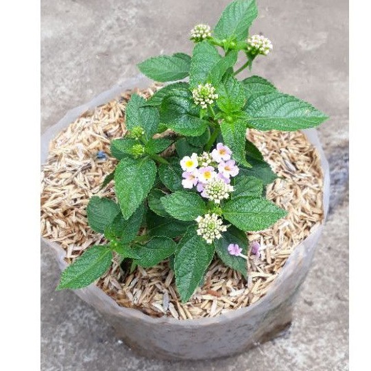 

lantana pink