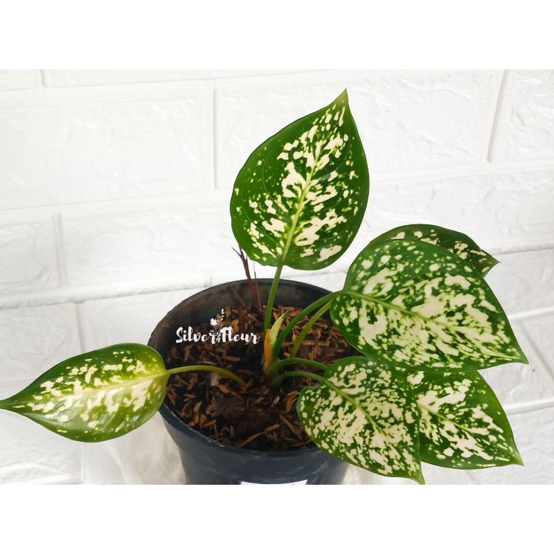 Aglonema Dud white anjamani