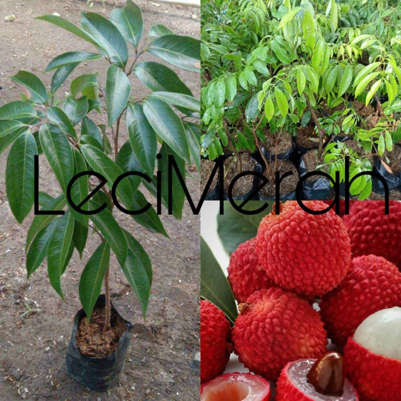 POHON LECI MERAH CANGKOK SUPER UNGGUL