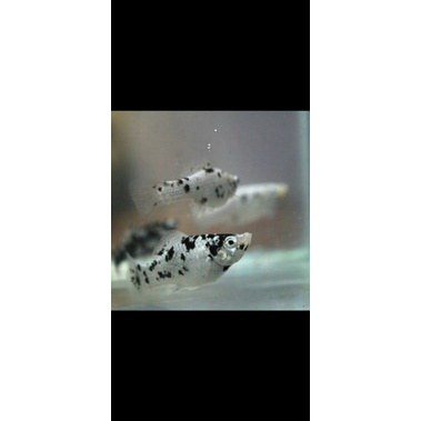 paket 5 pcs ikan Guppy marble