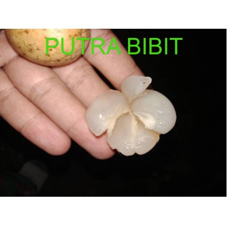 buah duku tanpa biji / bibit duku palembang