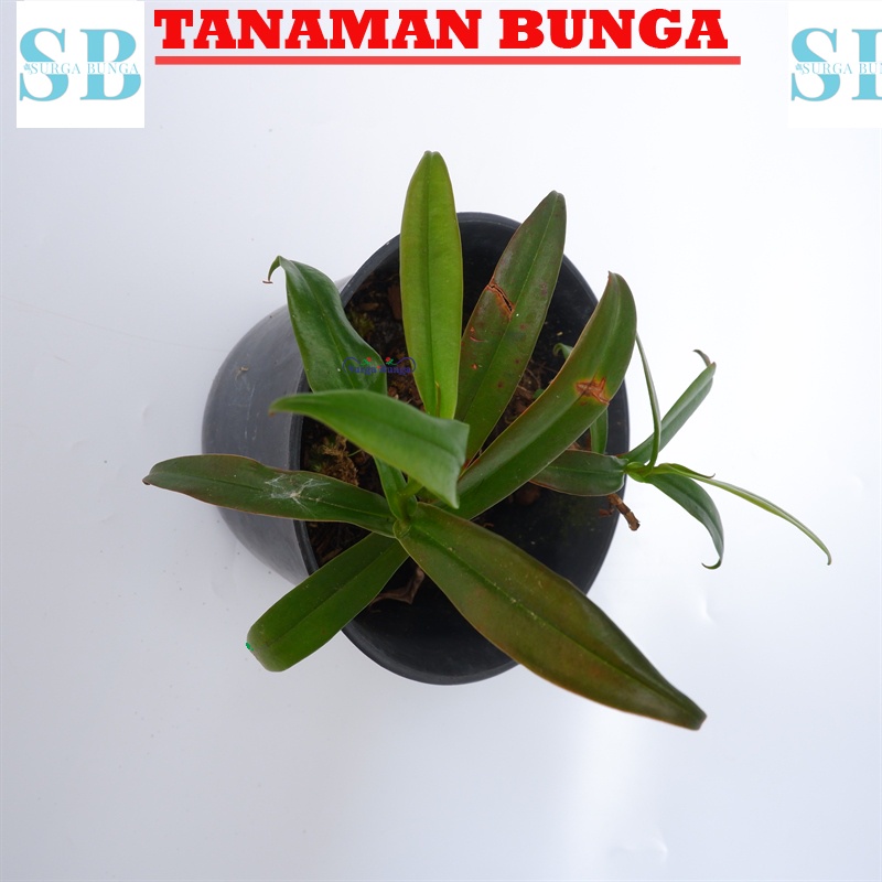 Anggrek Nepenthes Kantong Semar Distillatoria Tanaman hidup siap berbunga bergaransi