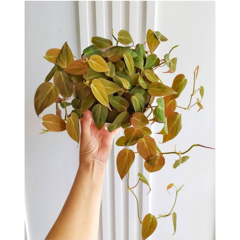 philodendron micans / melano mican / mican / philodendron micans