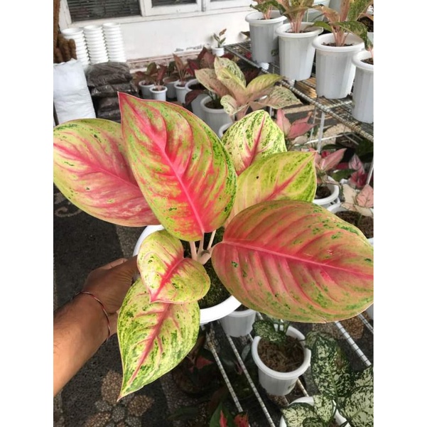 Aglonema Andini (AGLONEMA ANDINI)