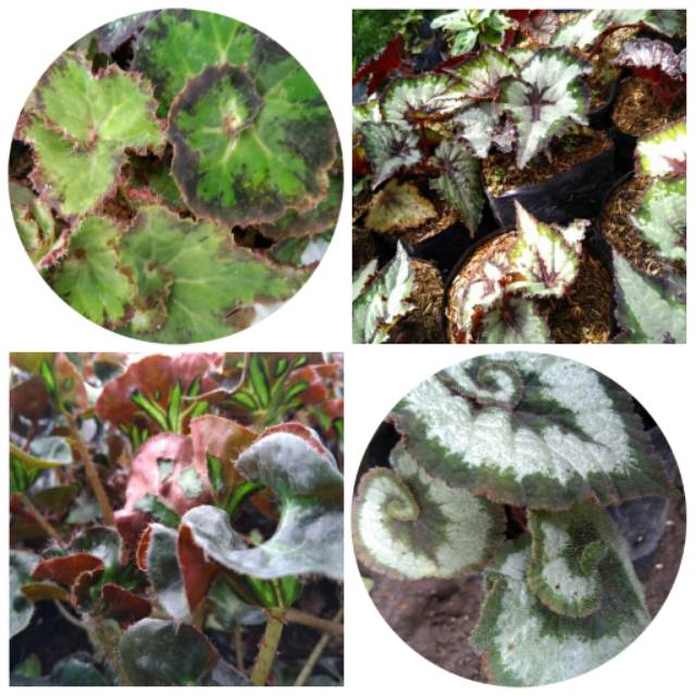 Paket hemat tanaman begonia 4 jenis