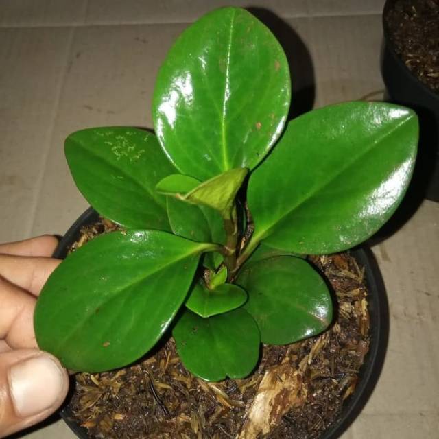 TANAMAN PEPEROMIA JADE PLANT HIJAU PEPEROMIA MURAH JADE PLANT