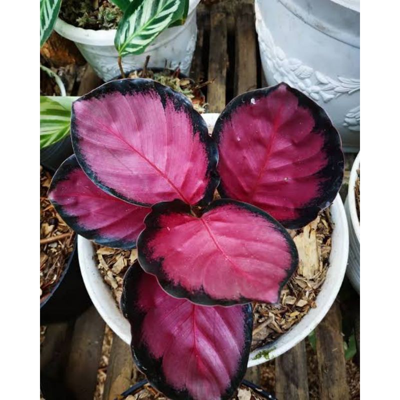 CHALATEA CRIMSON // CRIMSON