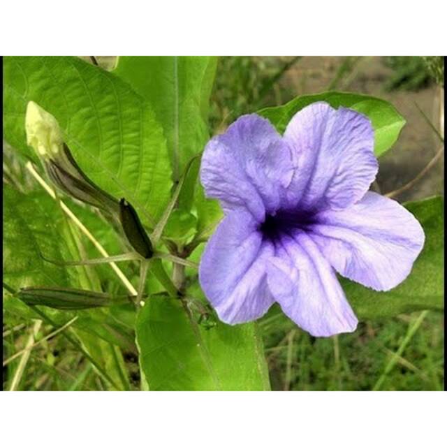 Daun Pletakan Tanaman Kencana Ungu Ruellia Tuberosa Shopee Indonesia