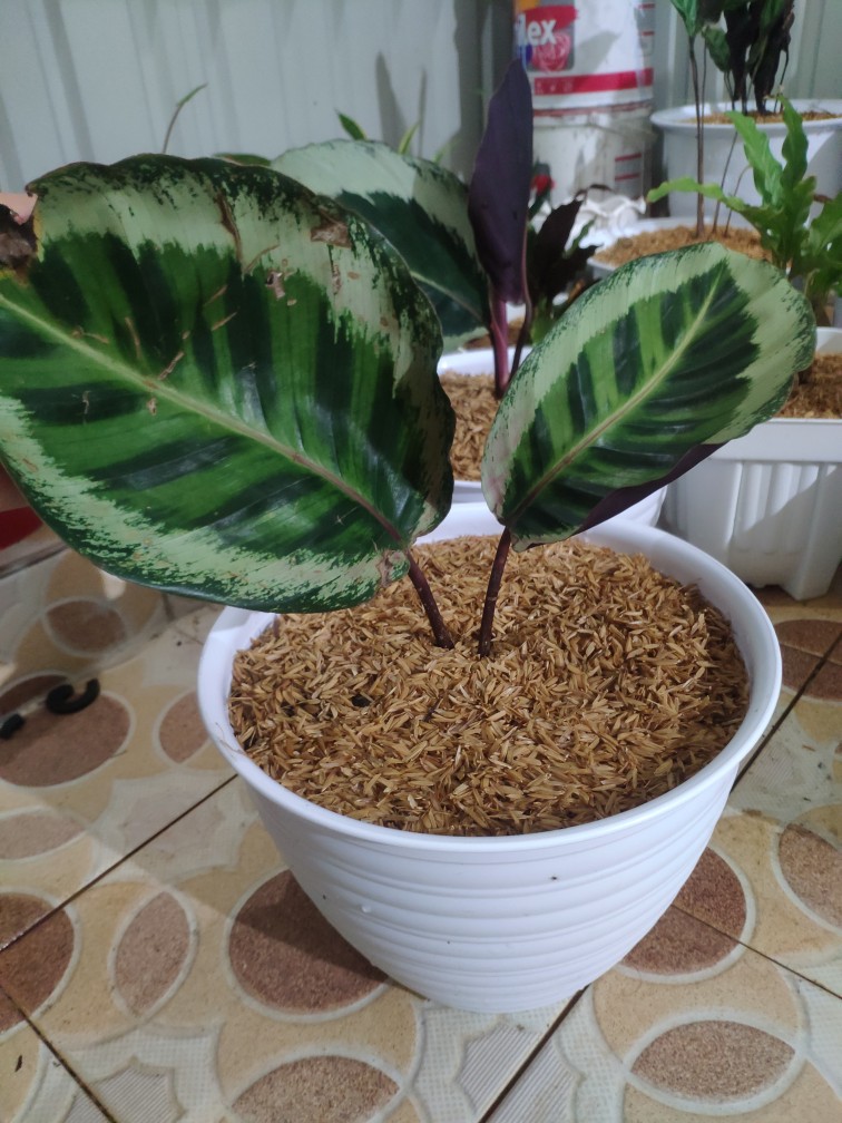 Tanaman Hias Calathea Angela Import