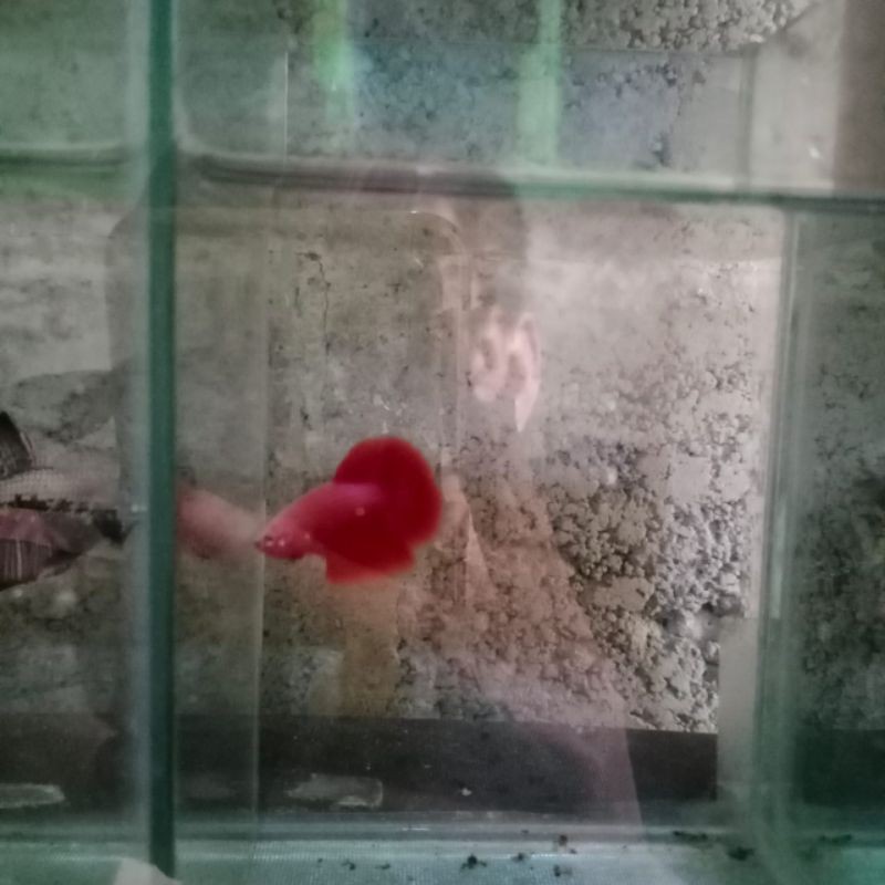 

Ikan Cupang Hias HM Super Red