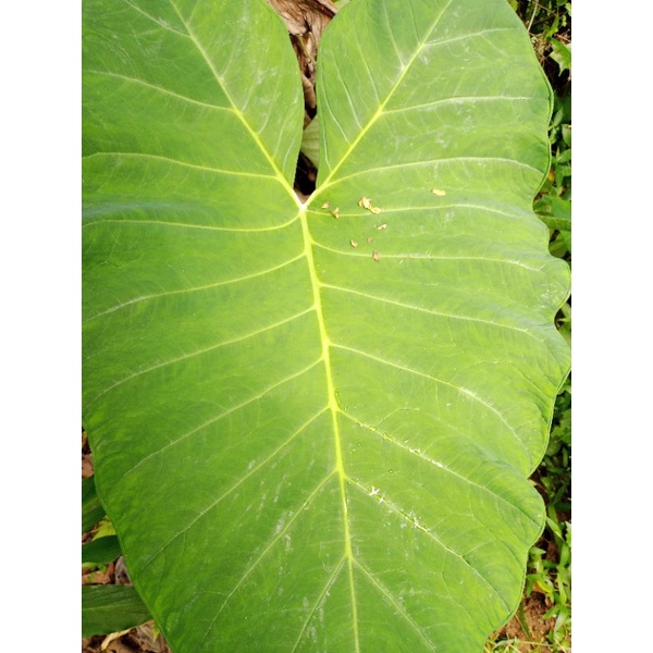 DAUN TALAS BENENG 10 LEMBAR [PAKAN IKAN]