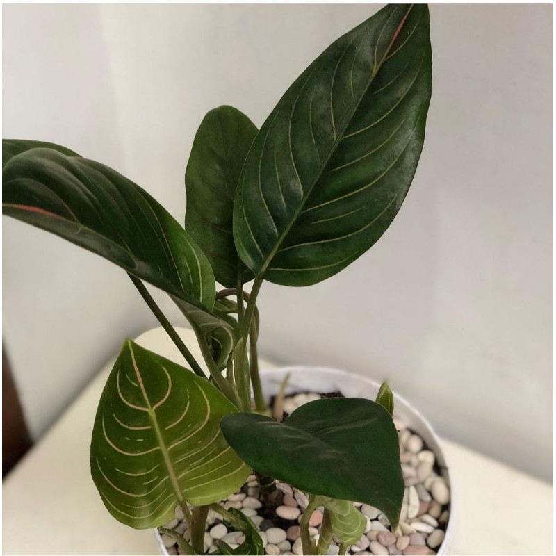 Tanaman hias aglonema rotundum-aglonema rotundum