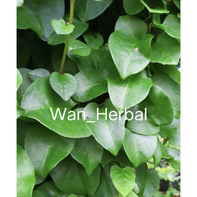 

Daun binahong segar 1kg pres petik saat orderan masuk